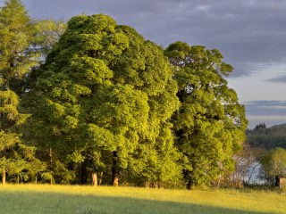Morning Sun on the Trees Along the Meadow Path